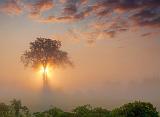 Tree In Foggy Sunrise_21206-7